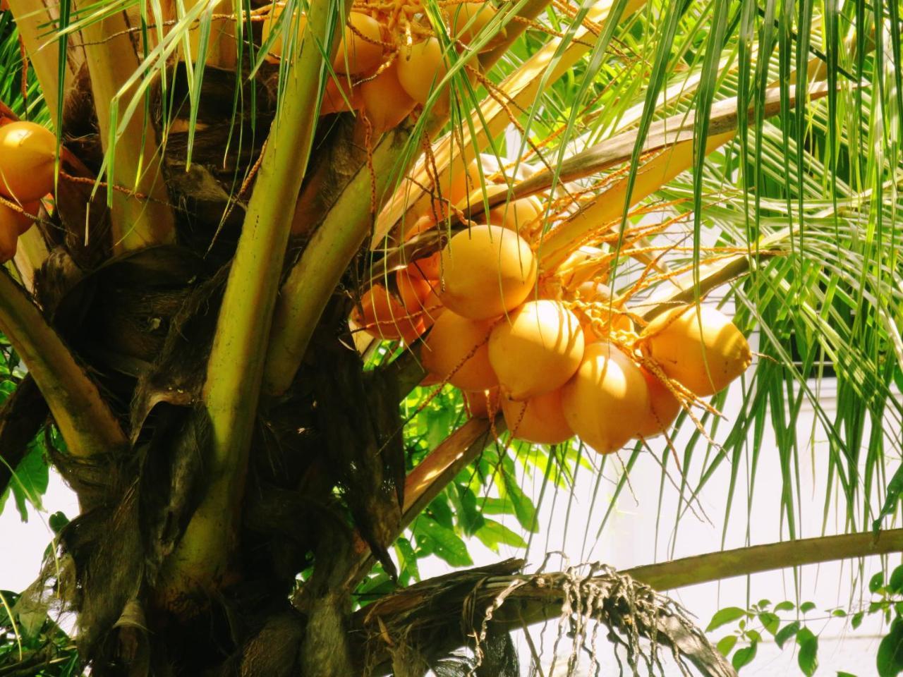 Sea Avenue - Eco Garden Otel Tangalle Dış mekan fotoğraf